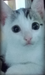 2.png
