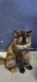 Bella-1.jpg