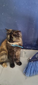 Bella-2.jpg