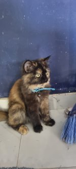 Bella-3.jpg