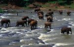 ELEPHANT 03.jpg