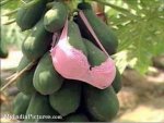 papaya-bra-funny.jpg papaya-bra-funny.jpg