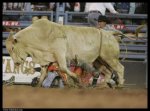 most_dangerous_moments_of_rodeo_09.jpg