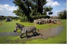 img_pod_0311-safari-world-flooded-bangkok-RTR2TIL1.jpg
