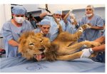 Lion dental treatment in Colombia.jpg