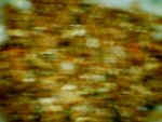 Picture 003.jpg