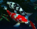koi-fish-profile[1].jpg