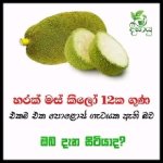 ප්ලෝස්ස්.jpg