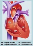 heart_illustration-3.jpg