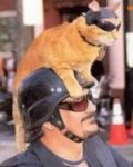 Cool_Cat.jpg