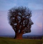 funny%2520pictures%2520tree.jpg