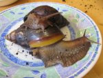 giant-african-snail-8.jpg