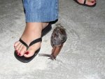 giant-african-snail-11.jpg
