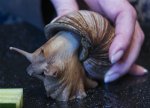giant-african-snail-7.jpg