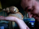 giant-african-snail-6.jpg