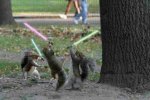 jedi_squirrels.jpg