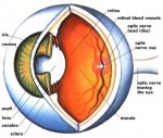 complex_eye_500.jpg