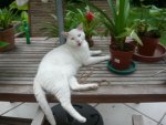 white-lion-500x375.jpg