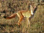 Swift Fox - Travis Olson.jpg