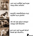 Gaata gata awidin.jpg