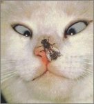 Cats_Funny_Pictures-What_Is_It.jpg