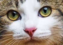 download (2).jpg download (2).jpg