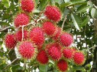 cassowary-coast-rambutan-on-tree.jpg
