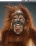 monkey_ape_photo_funny_looking_orangutan_face_humor_cool_haha_lol_rofl_smiles.jpg