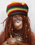 monkey-tribal-funny-monkey-pictures-05.jpg