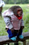 841dressed-up-monkey.jpg