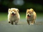 Cute Puppies.jpg