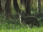 IMG_0974.jpg