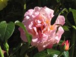 IMG_0686.jpg