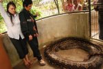 prony_the_python_56GiY_640_04.jpg