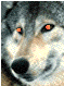 wolfanime.gif
