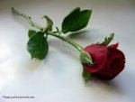 rose.jpeg