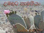 desert_flowerhh.jpg