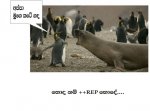 these_funny_animals_515_640_02.jpg