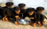 Rottweiler-Puppies-For-Sale-2.jpg