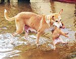 dog[1].jpg