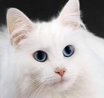 Cat.jpg