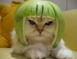 funny cat photos.jpg