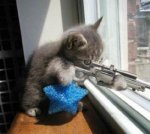 terrorist-cat.jpg