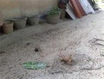 10062011944.jpg