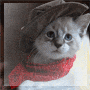 user374230_pic8166_1317720038.gif