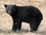 bear.jpg