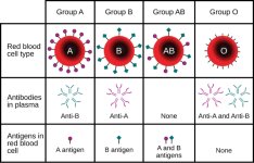 MajorBloodTypesChart642.jpg