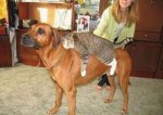 daily_picdump_515_640_130.jpg