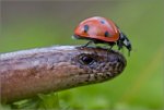 these_funny_animals_508_640_08.jpg