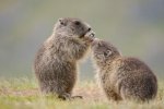 these_funny_animals_515_640_14.jpg